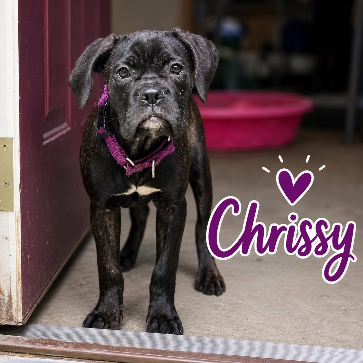 Chrissy, ADOPTABLE, Puppy Female Cane Corso & Boxer.