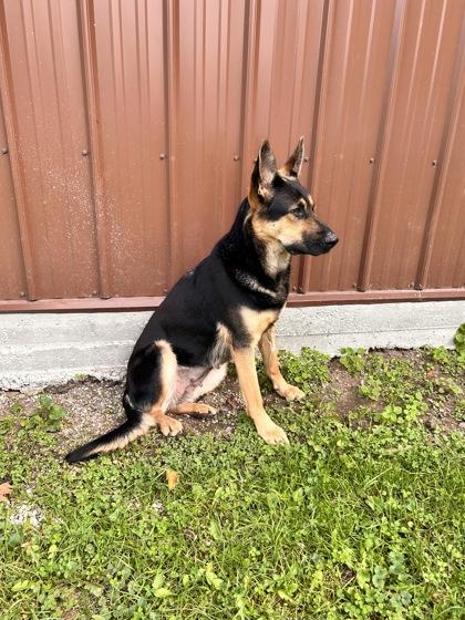 Winnie, a Adoptable German Shepherd Dog in Belleville, MI image 2/4