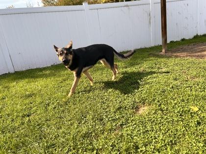 Winnie, a Adoptable German Shepherd Dog in Belleville, MI image 3/4