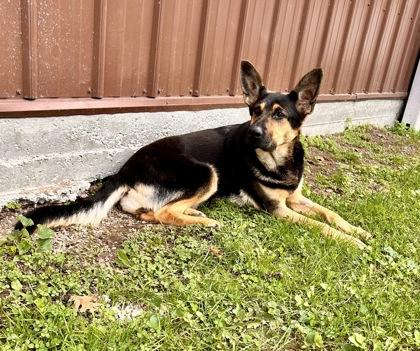 Winnie, a Adoptable German Shepherd Dog in Belleville, MI image 4/4