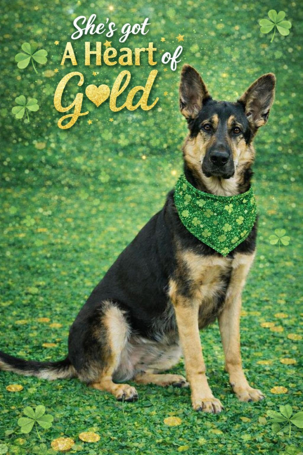 Winnie, an adoptable German Shepherd Dog in Belleville, MI image 1/5