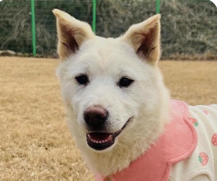 Molly, ADOPTABLE, Puppy Female Jindo.