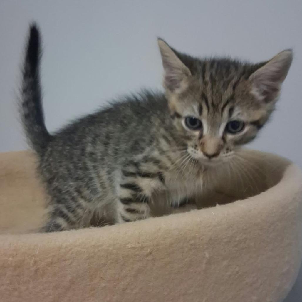 Enlarge Kevin, a Adoptable Domestic Short Hair in Elizabeth City, NC image 1/1