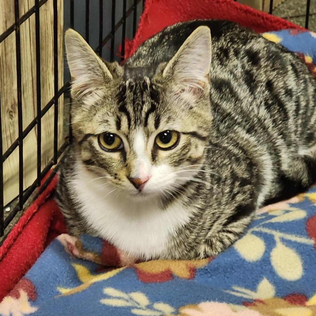 FINNEGAN, adopted, Kitten Male Domestic Short Hair.