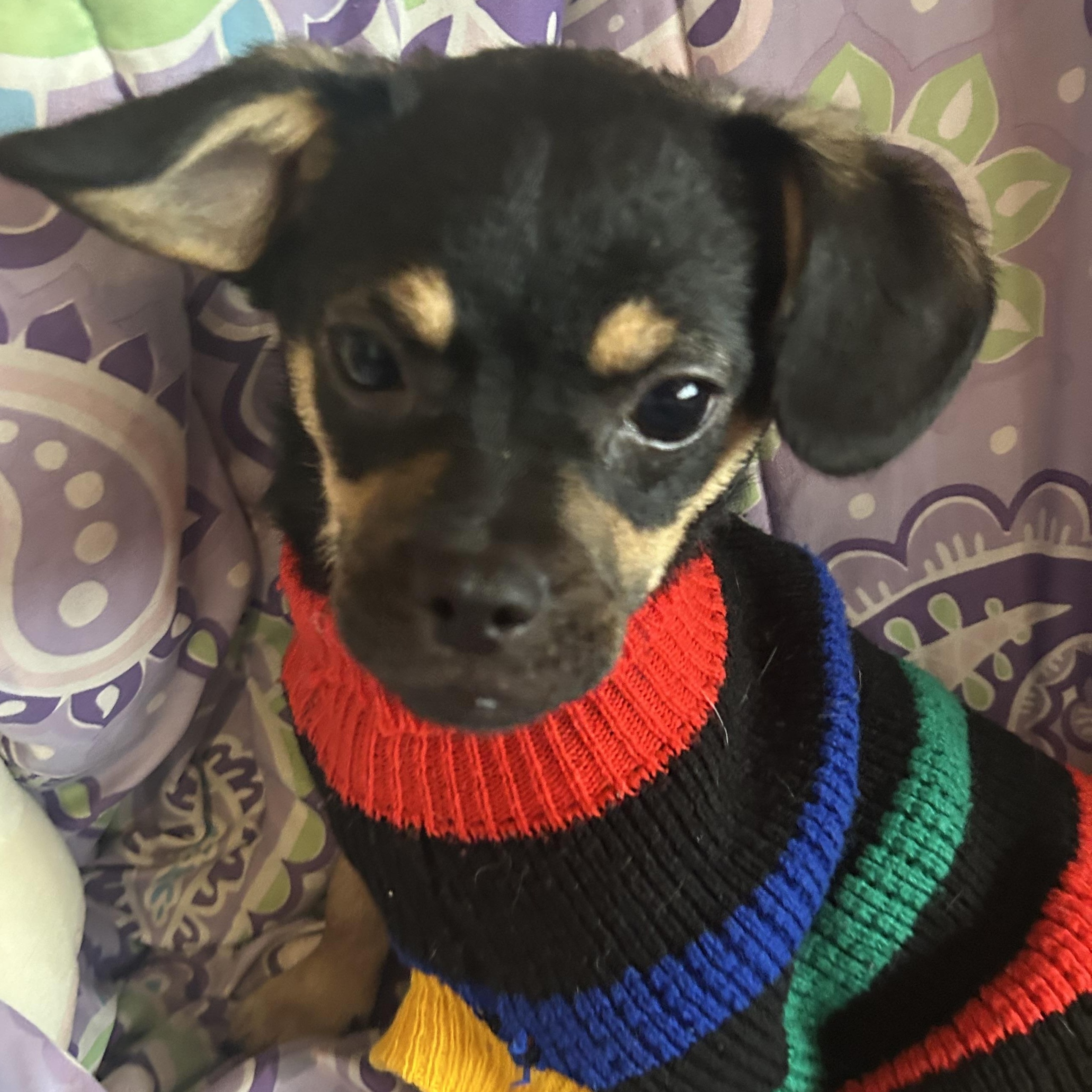 Enlarge Bill, a Adoptable mixed breed in Madison Heights, MI image 1/4