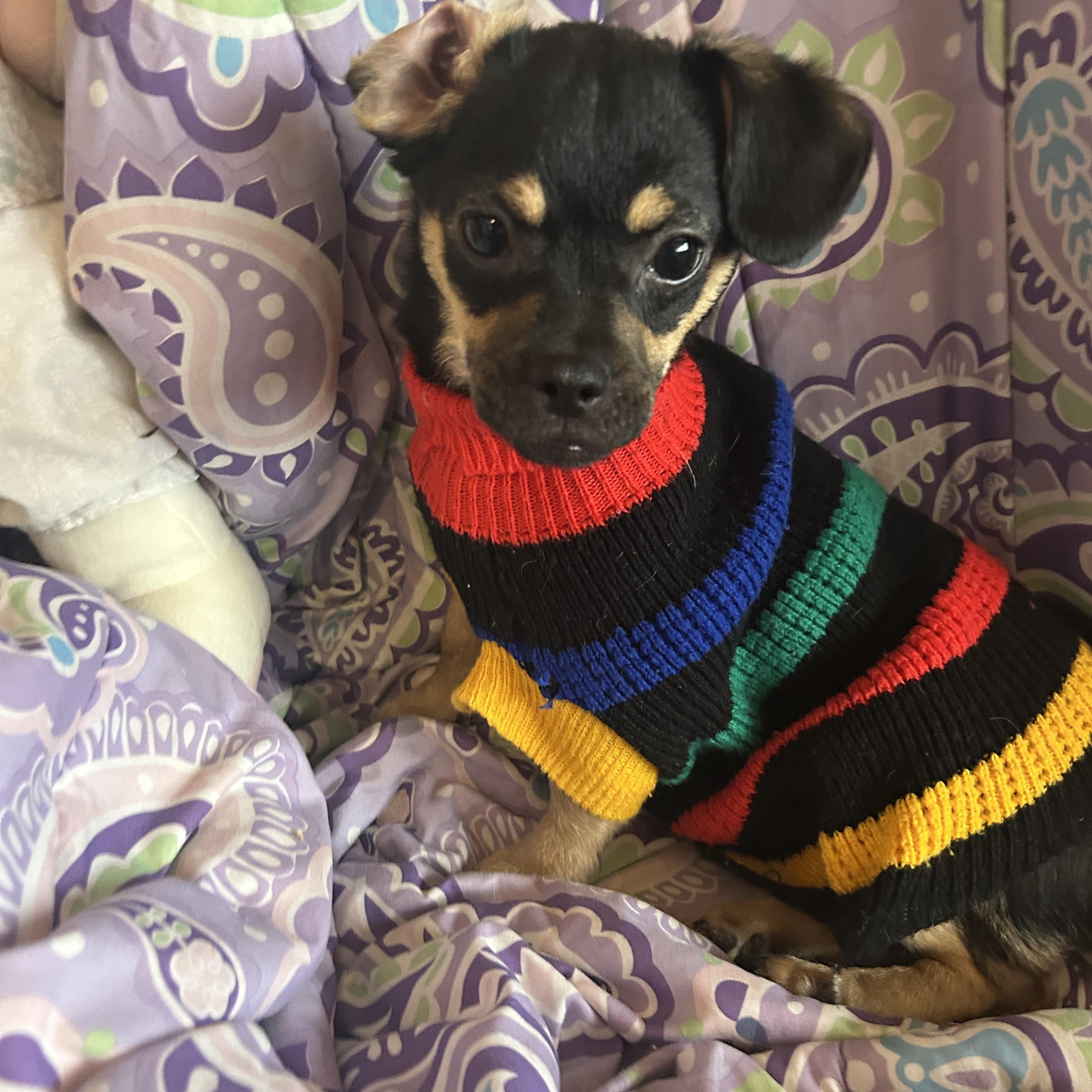 Enlarge Bill, a Adoptable mixed breed in Madison Heights, MI image 2/4