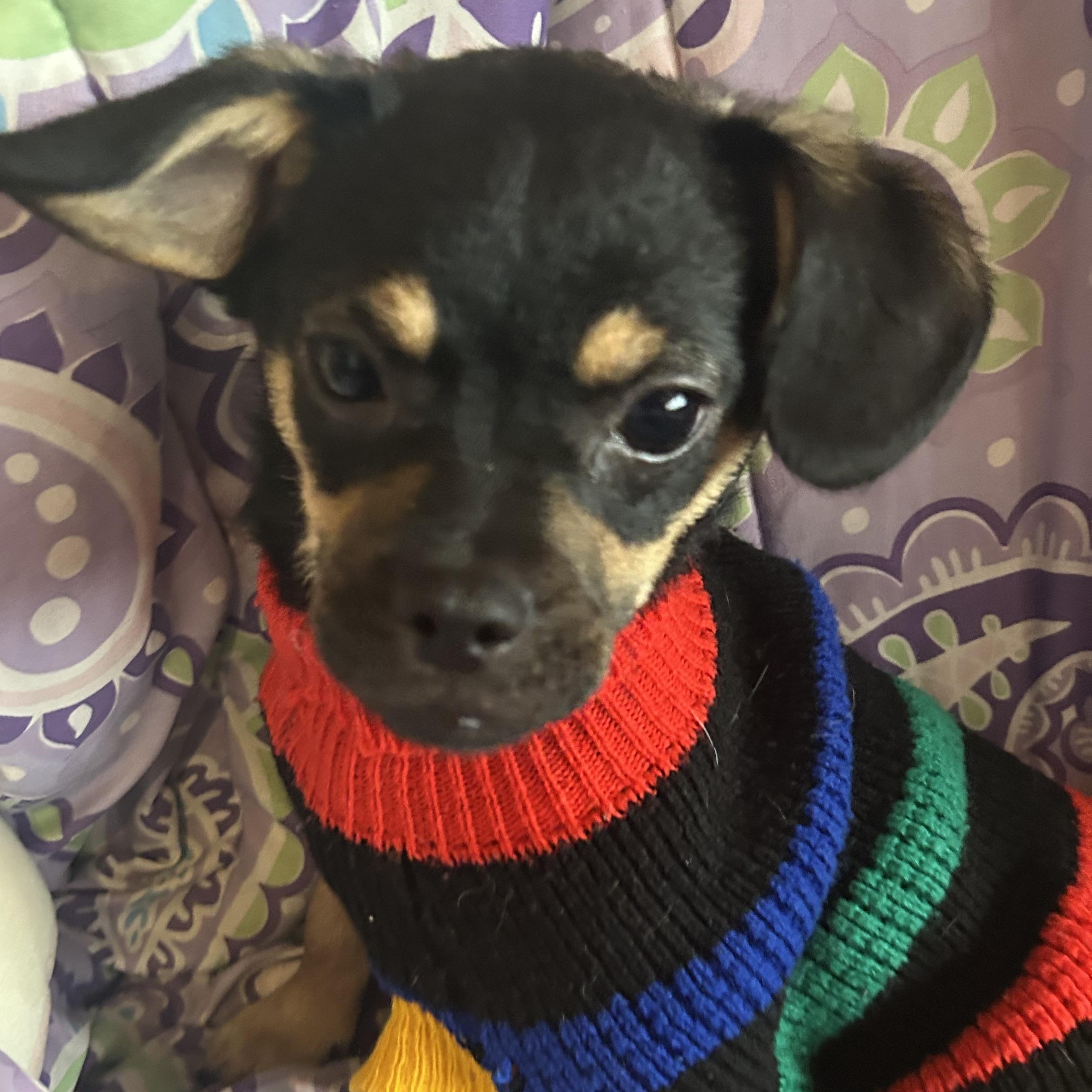 Enlarge Bill, a Adoptable mixed breed in Madison Heights, MI image 4/4