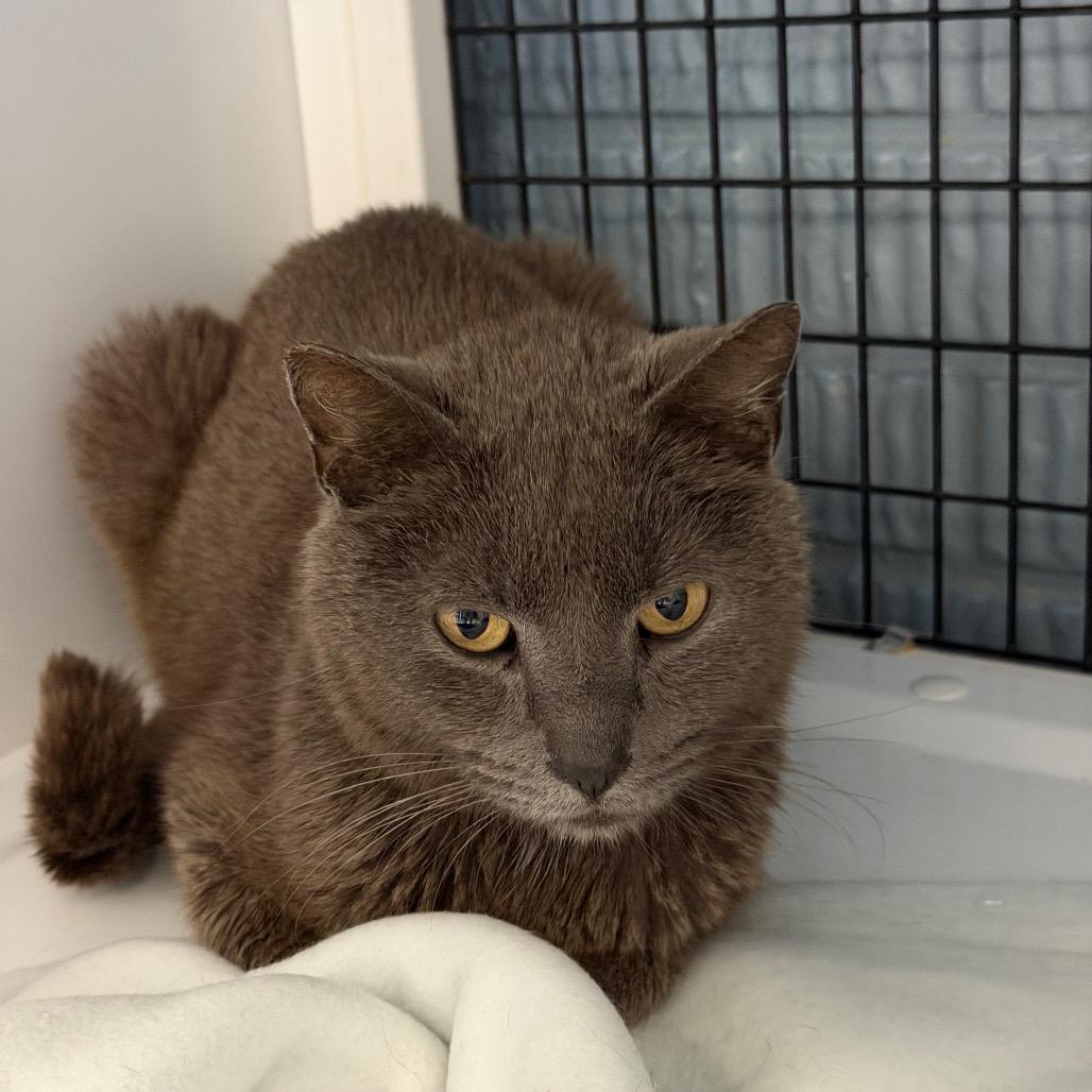 Dazzle, Adoptable, Adult Male Domestic Short Hair.