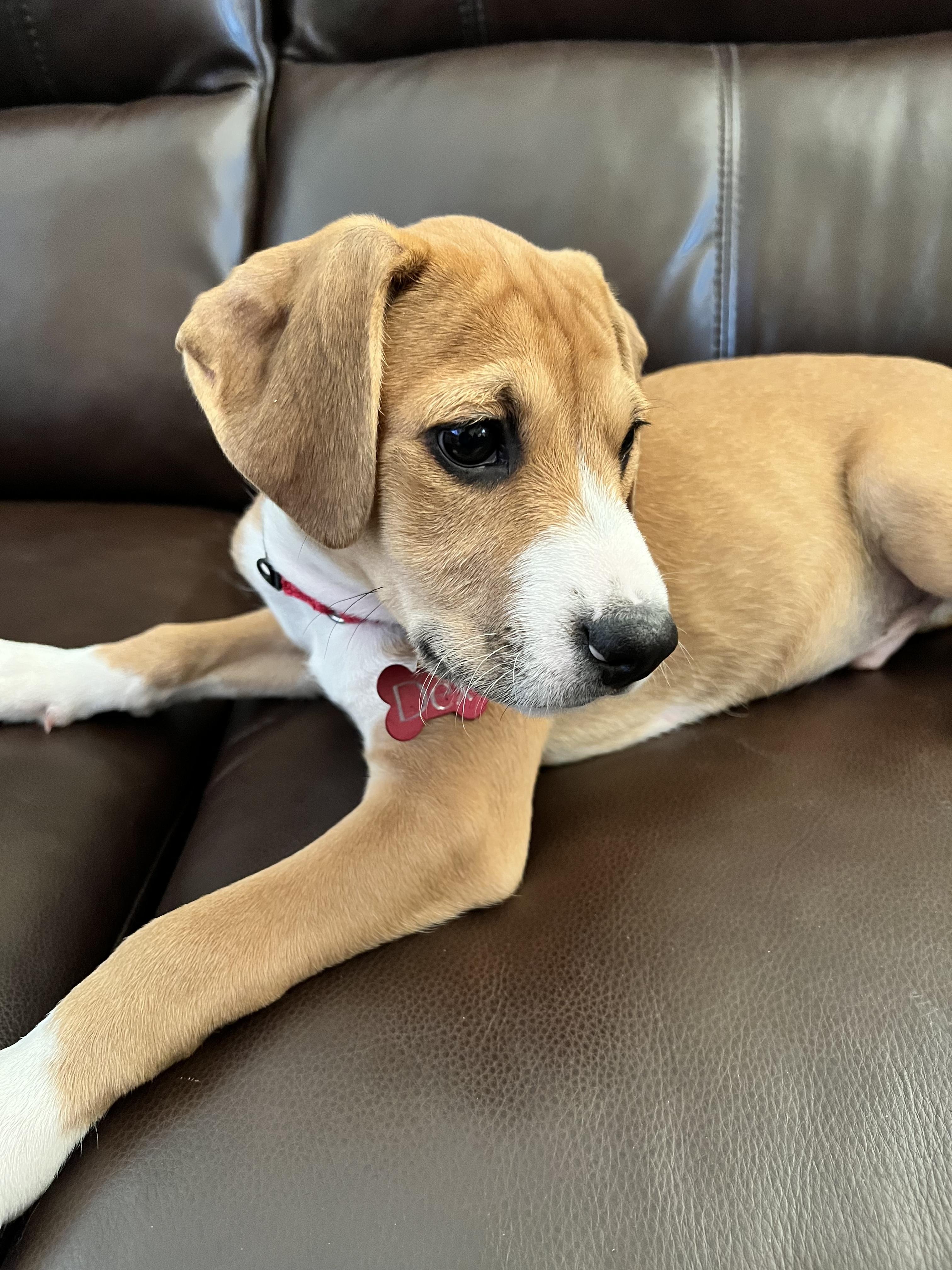 Dex, an adopted mixed breed in Wytheville, VA image 3/5