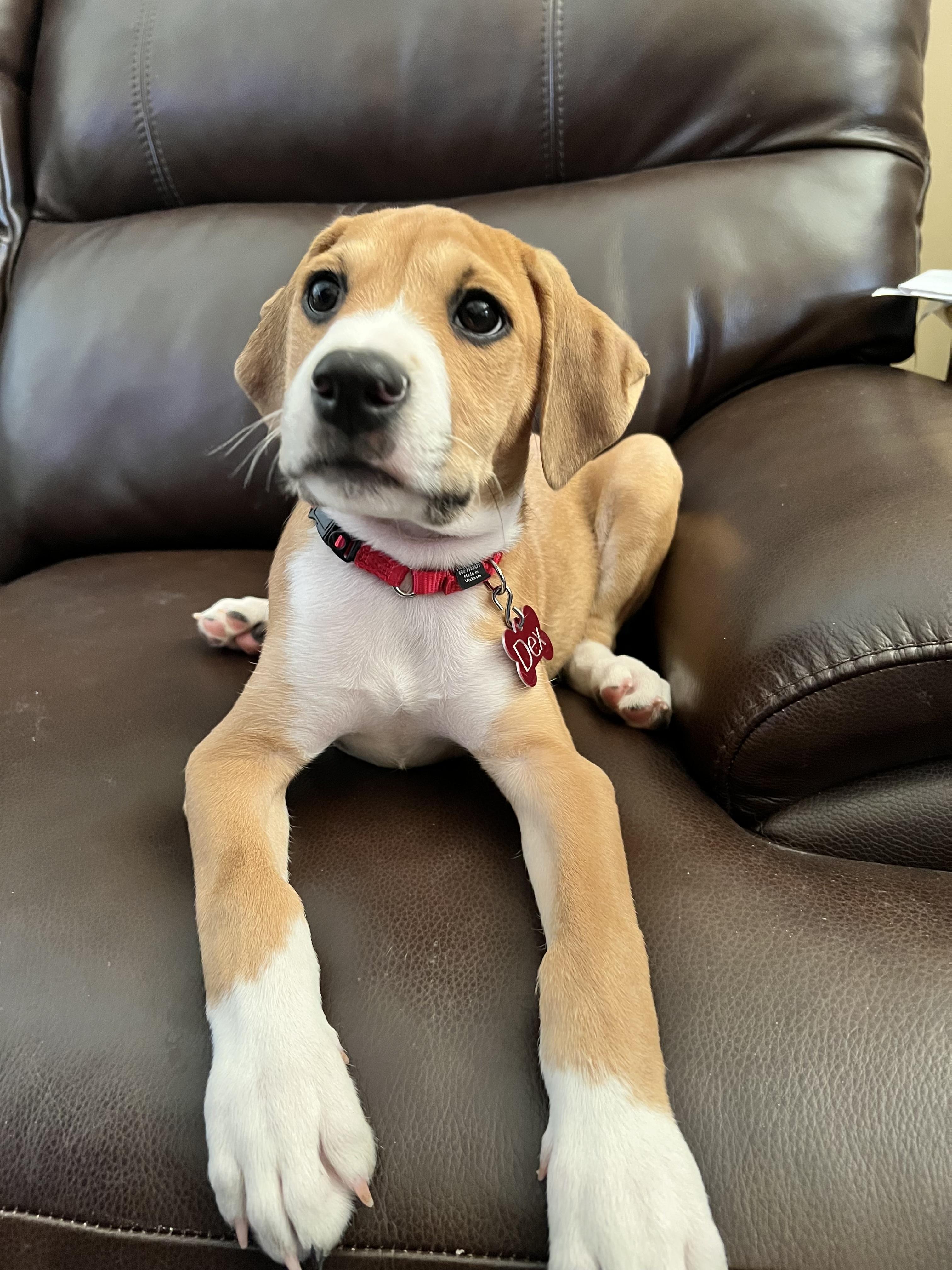 Dex, an adopted mixed breed in Wytheville, VA image 2/5