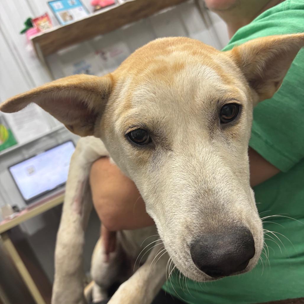Enlarge Hershel, a Adoptable Mixed Breed in Corbin, KY image 1/3