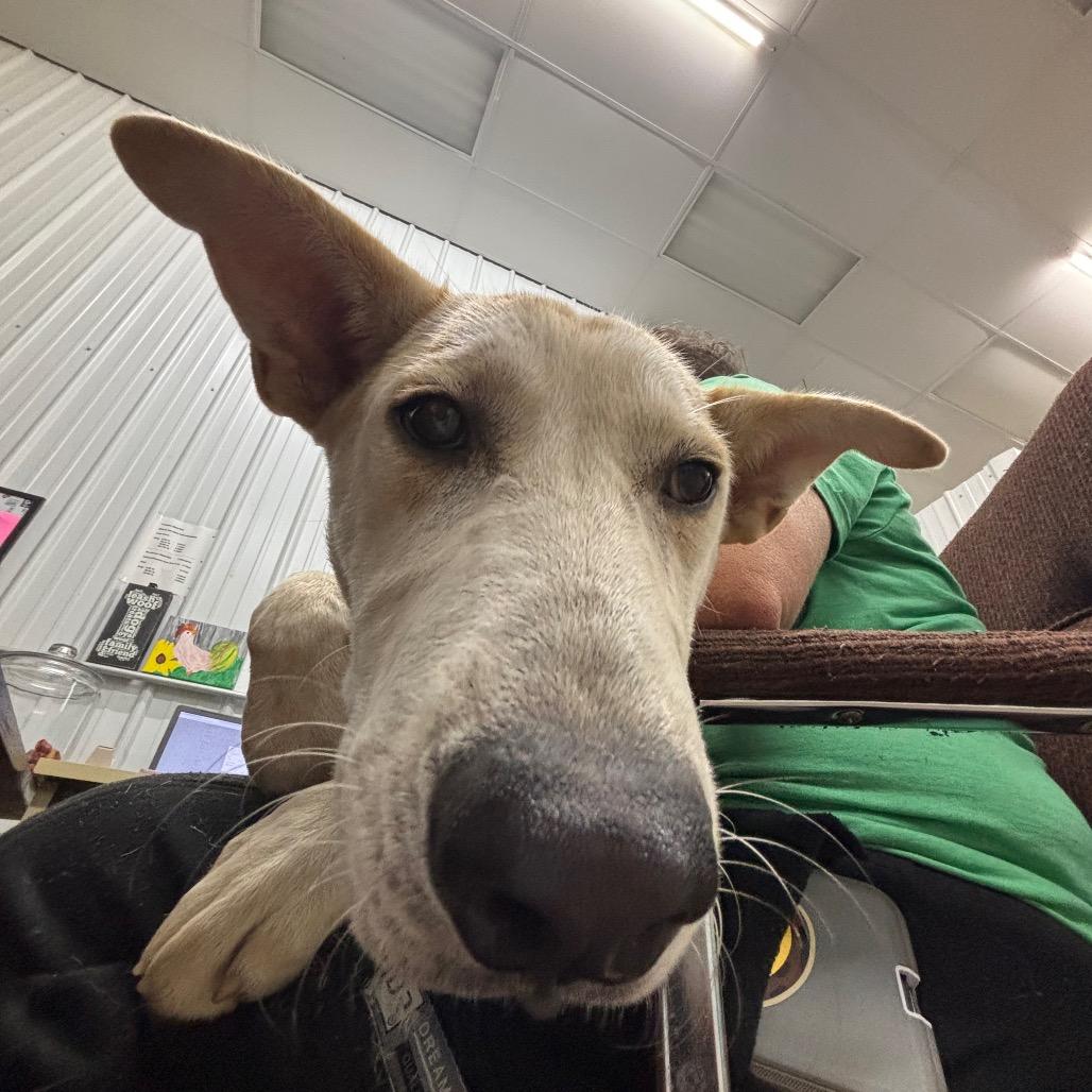 Enlarge Hershel, a Adoptable Mixed Breed in Corbin, KY image 3/3