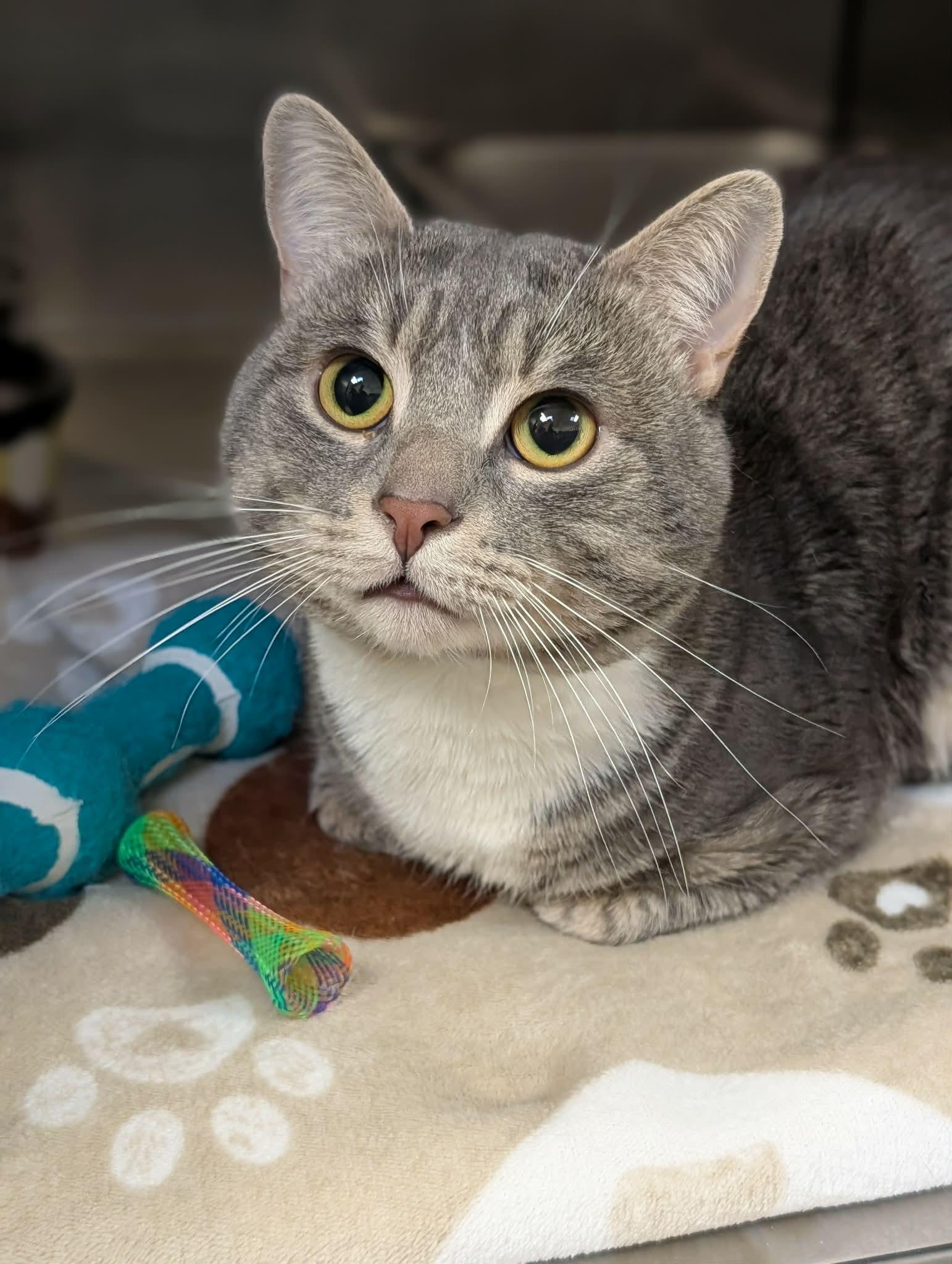 Enlarge Arbok, a ADOPTABLE mixed breed in Chambersburg, PA image 1/1