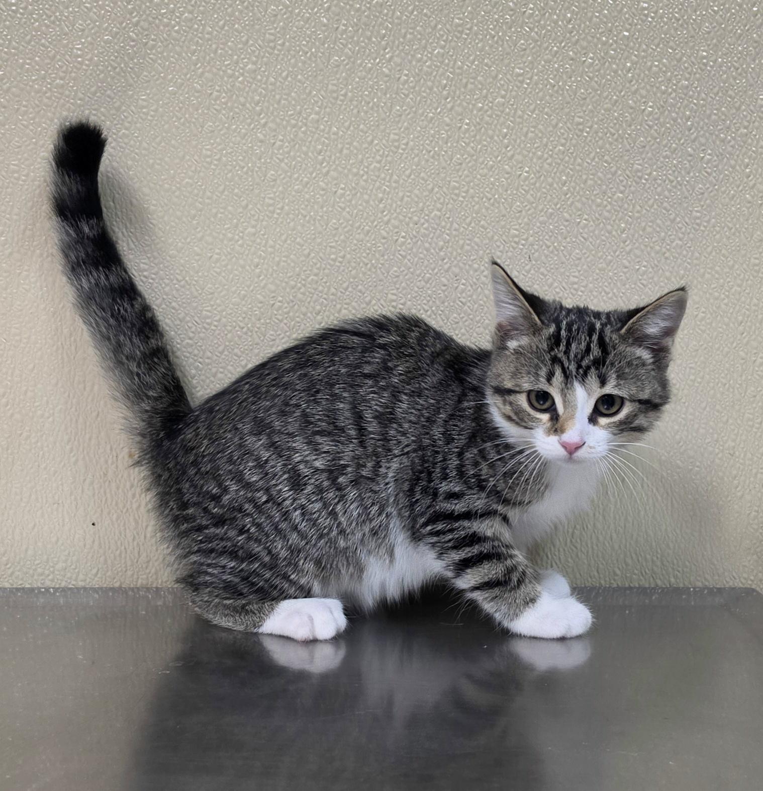 Enlarge Carrie, a Adoptable mixed breed in Brainerd, MN image 1/1