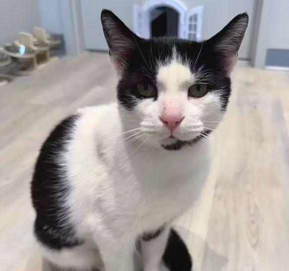 Moo Moo (bonded with Mo), Adoptable, Adult Female Domestic Short Hair.