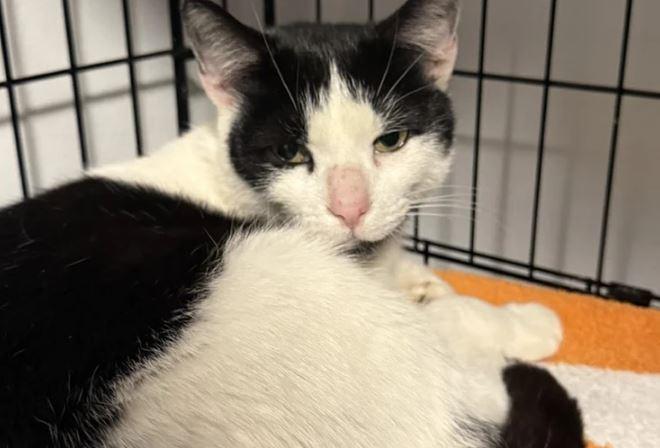 Moo Moo (bonded with Mo), a Adoptable Domestic Short Hair in Keswick, ON image 2/2