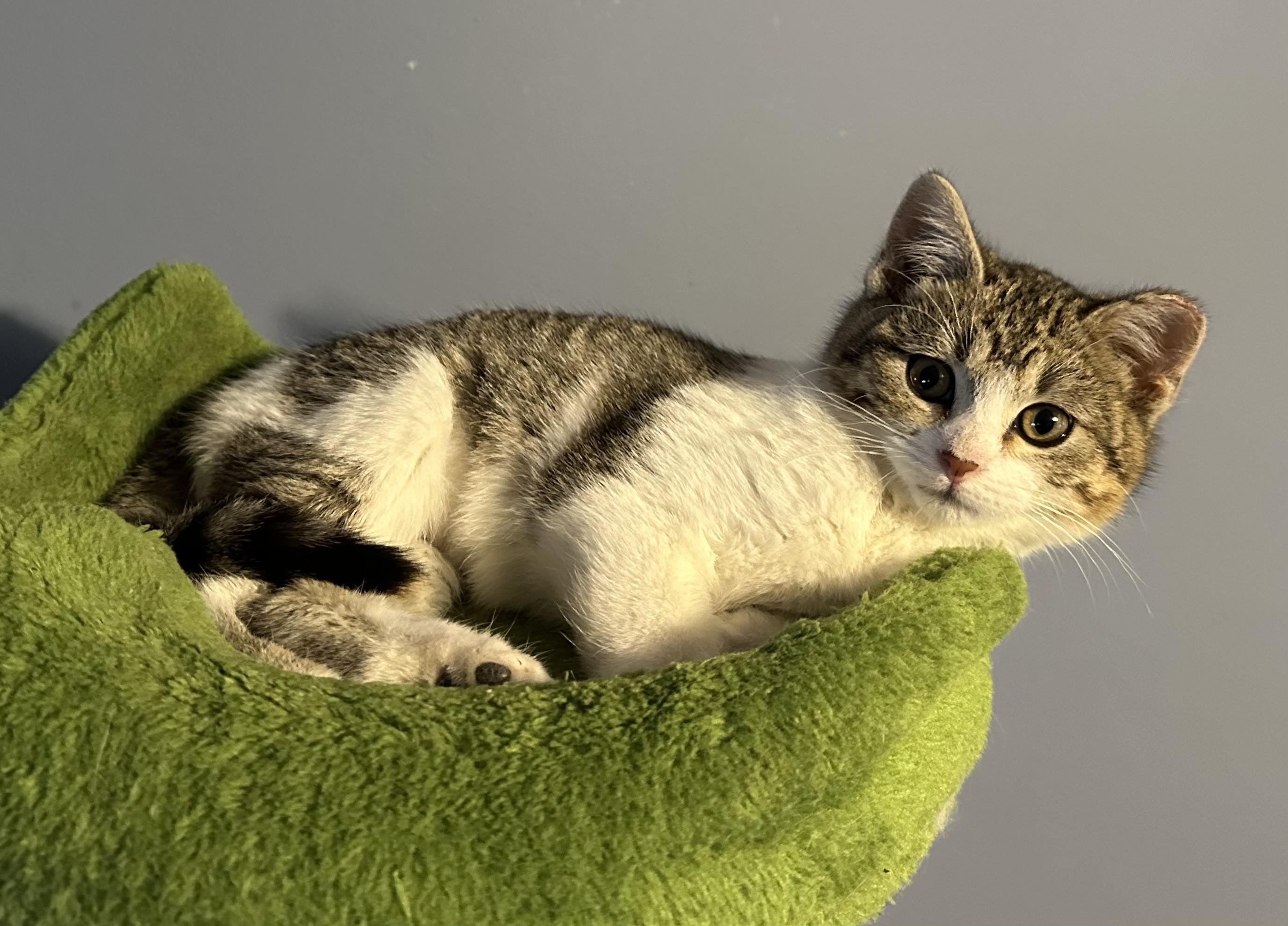 Cranberry, ADOPTABLE, Kitten Female Domestic Short Hair.
