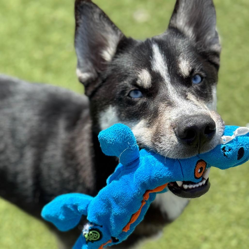 Enlarge Oso, a Adoptable Husky in Santa Barbara, CA image 1/6