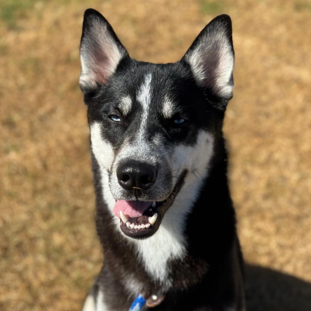 Enlarge Oso, a Adoptable Husky in Santa Barbara, CA image 2/6