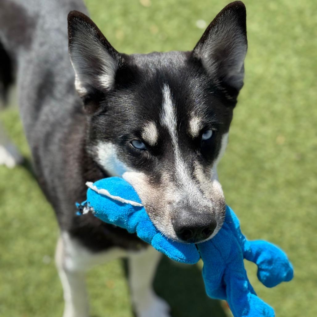 Enlarge Oso, a Adoptable Husky in Santa Barbara, CA image 3/6