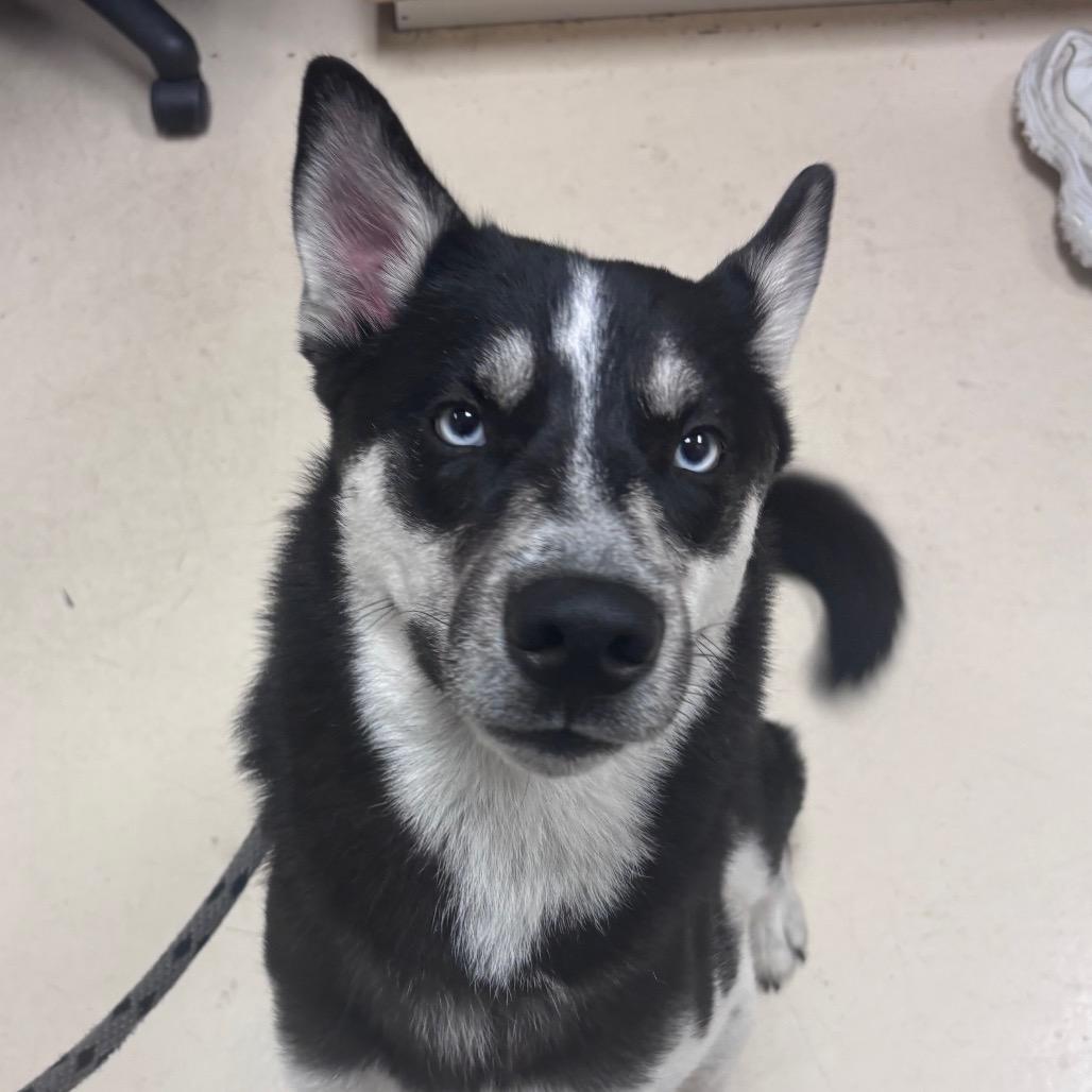 Enlarge Oso, a Adoptable Husky in Santa Barbara, CA image 4/6