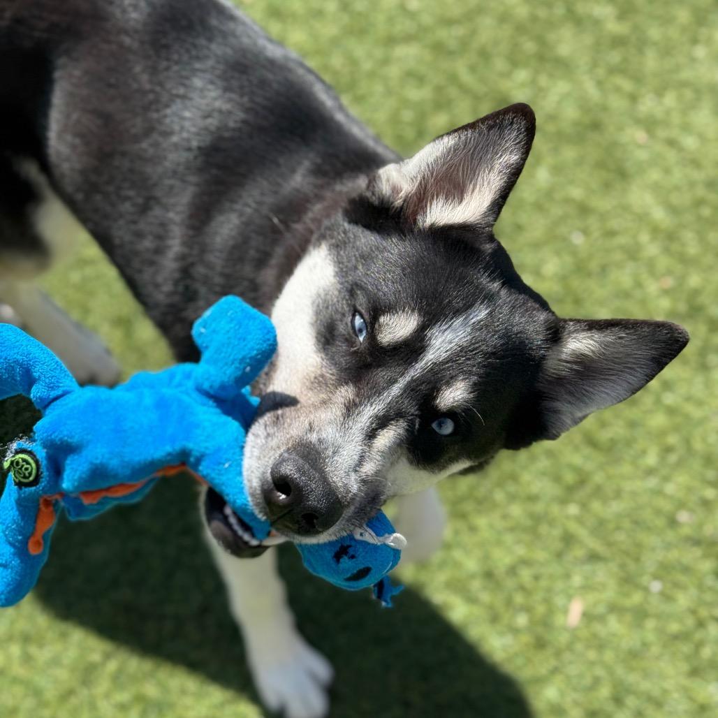 Enlarge Oso, a Adoptable Husky in Santa Barbara, CA image 5/6