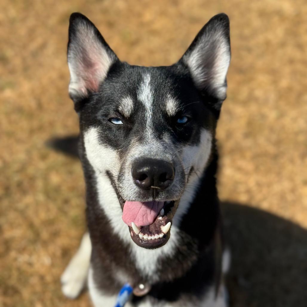 Enlarge Oso, a Adoptable Husky in Santa Barbara, CA image 6/6
