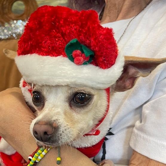 NOEL PFR-A-572, Adoptable, Adult Female Chihuahua.
