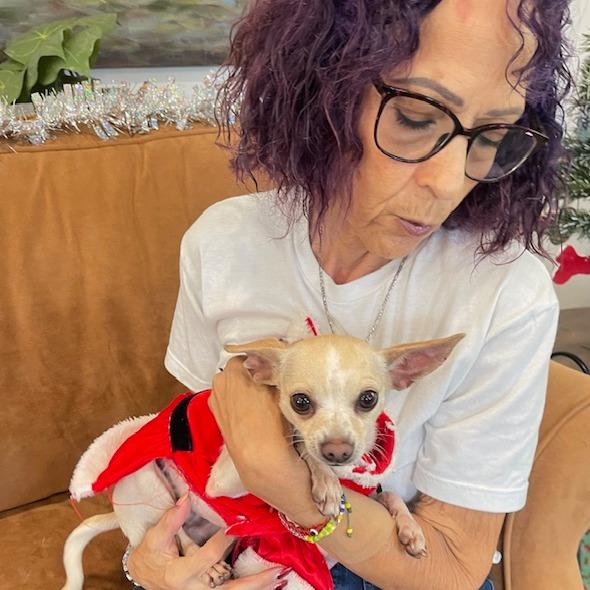 Enlarge NOEL PFR-A-572, a Adoptable Chihuahua in Indiantown, FL image 2/6