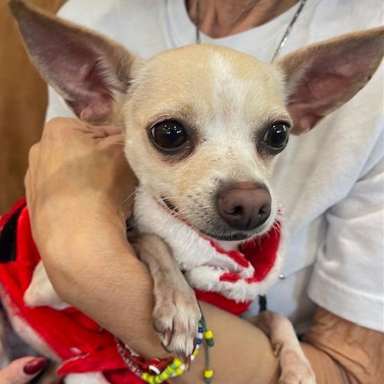 Enlarge NOEL PFR-A-572, a Adoptable Chihuahua in Indiantown, FL image 3/6