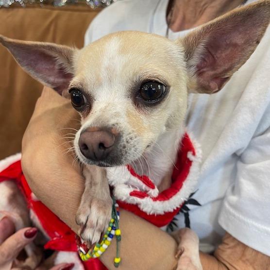 NOEL PFR-A-572, Adoptable, Adult Female Chihuahua.