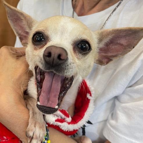 Enlarge NOEL PFR-A-572, a Adoptable Chihuahua in Indiantown, FL image 6/6