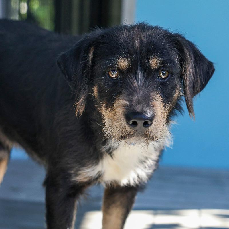 Blackie, Adoptable, Adult Male Terrier & Mixed Breed.