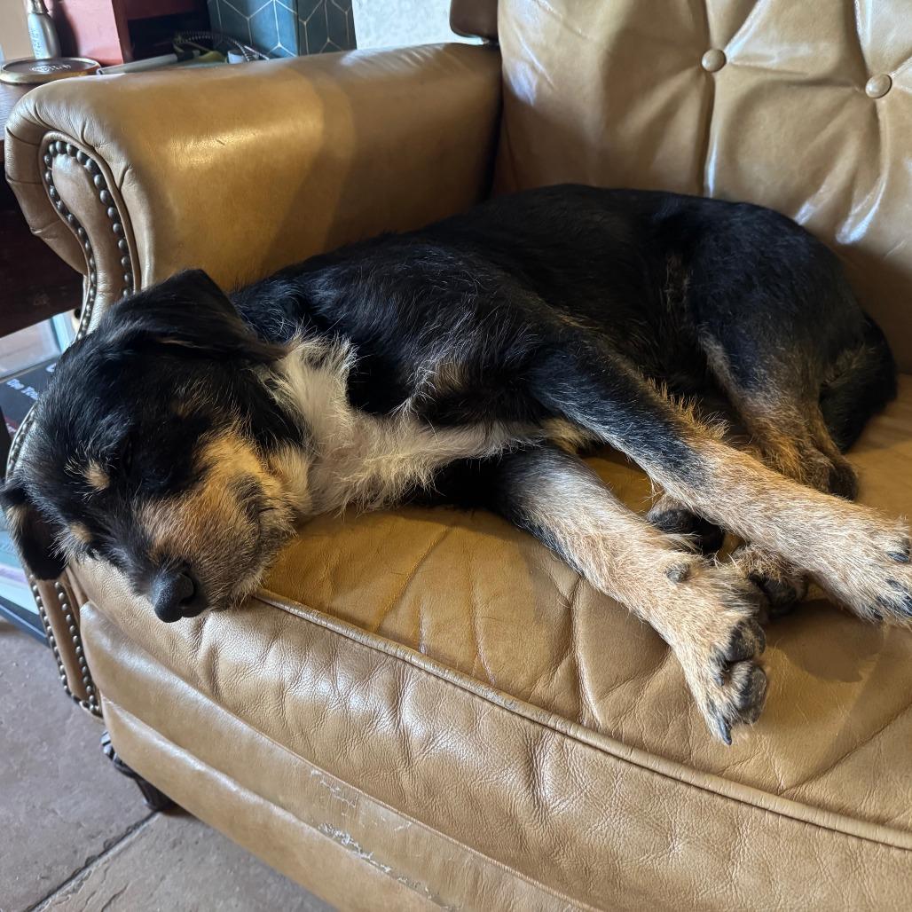 Enlarge Blackie, a Adoptable mixed breed in Bradenton, FL image 1/6