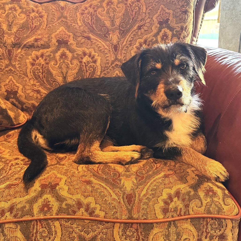 Enlarge Blackie, a Adoptable mixed breed in Bradenton, FL image 2/6