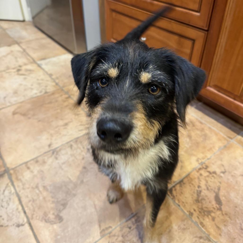 Enlarge Blackie, a Adoptable mixed breed in Bradenton, FL image 3/6