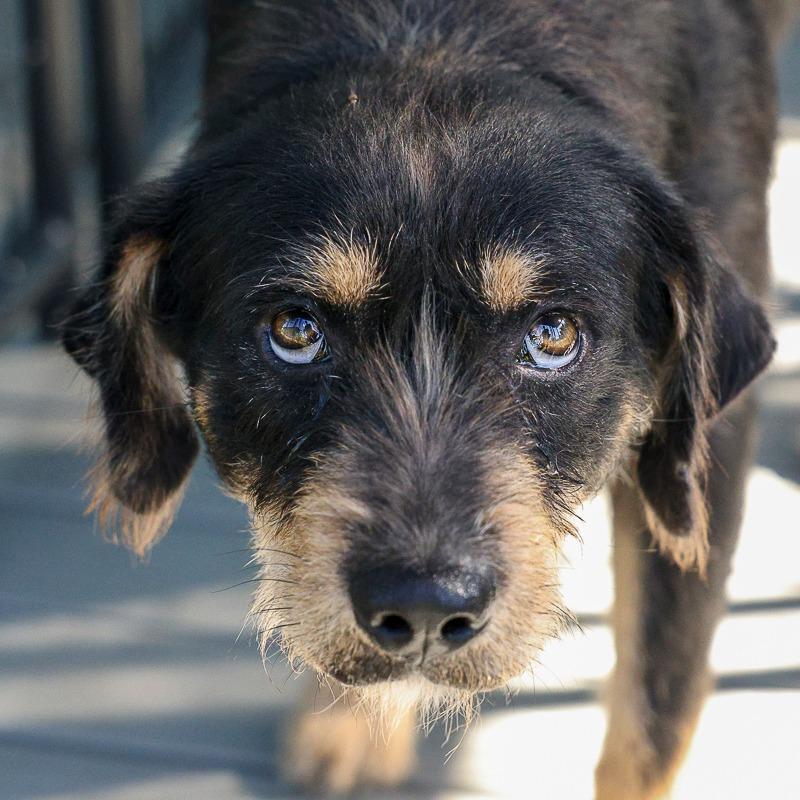 Enlarge Blackie, a Adoptable mixed breed in Bradenton, FL image 1/4