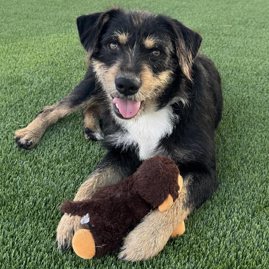 Enlarge Blackie, a Adoptable mixed breed in Bradenton, FL image 2/4