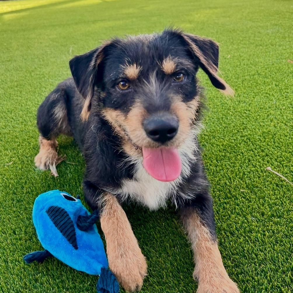 Enlarge Blackie, a Adoptable mixed breed in Bradenton, FL image 3/4