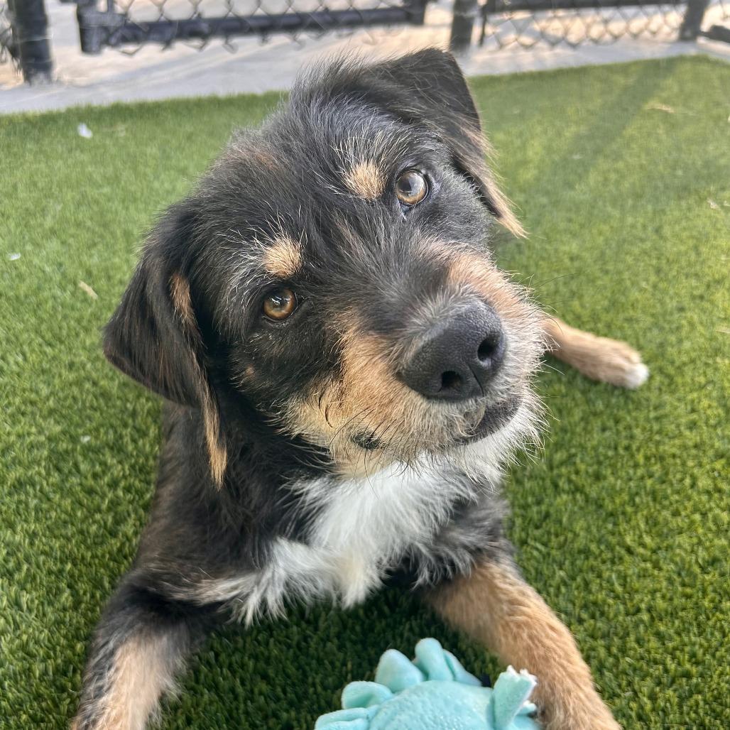 Enlarge Blackie, a Adoptable mixed breed in Bradenton, FL image 6/6
