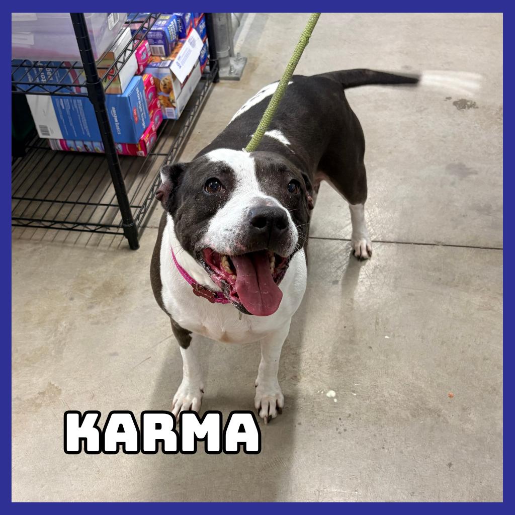 Karma, Adoptable, Adult Female Pit Bull Terrier & Mixed Breed.