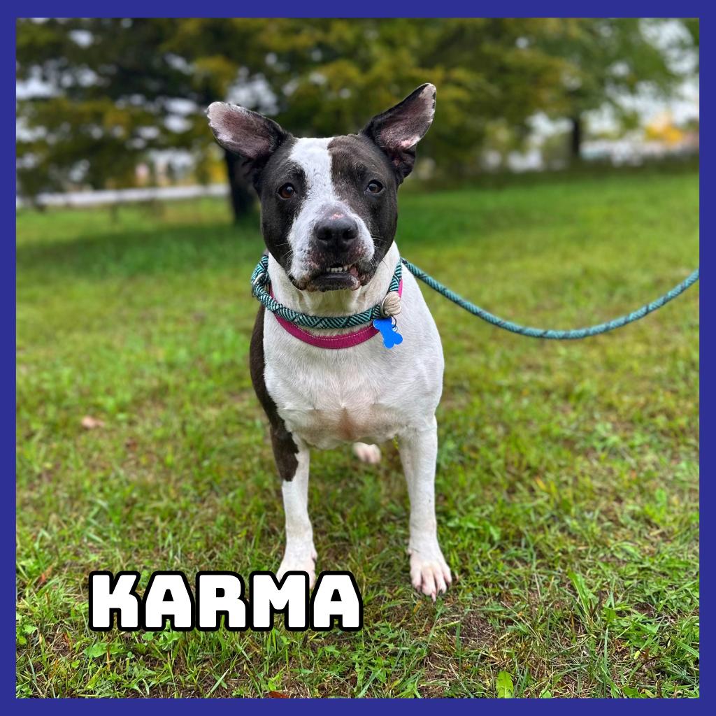 Enlarge Karma, a Adoptable mixed breed in Glenwood, MN image 2/2