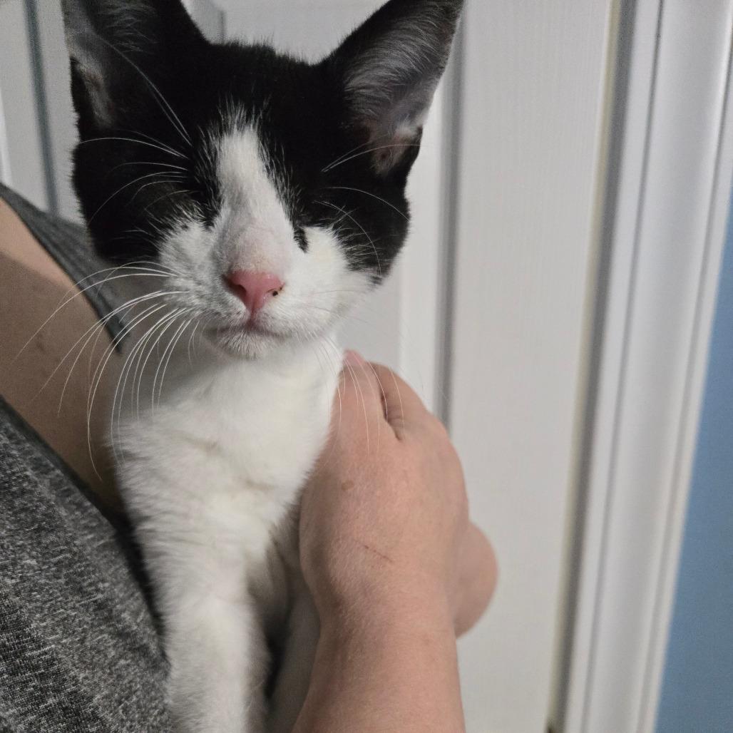 Enlarge Amelia, a Adoptable Domestic Short Hair in Greenville, NC image 1/1