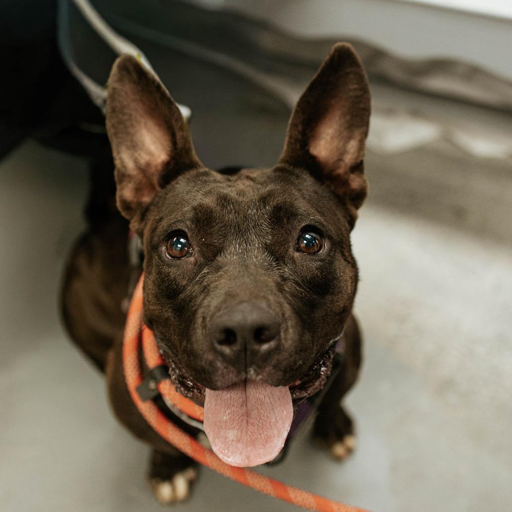 Pebbles, Adoptable, Adult Female Pit Bull Terrier.