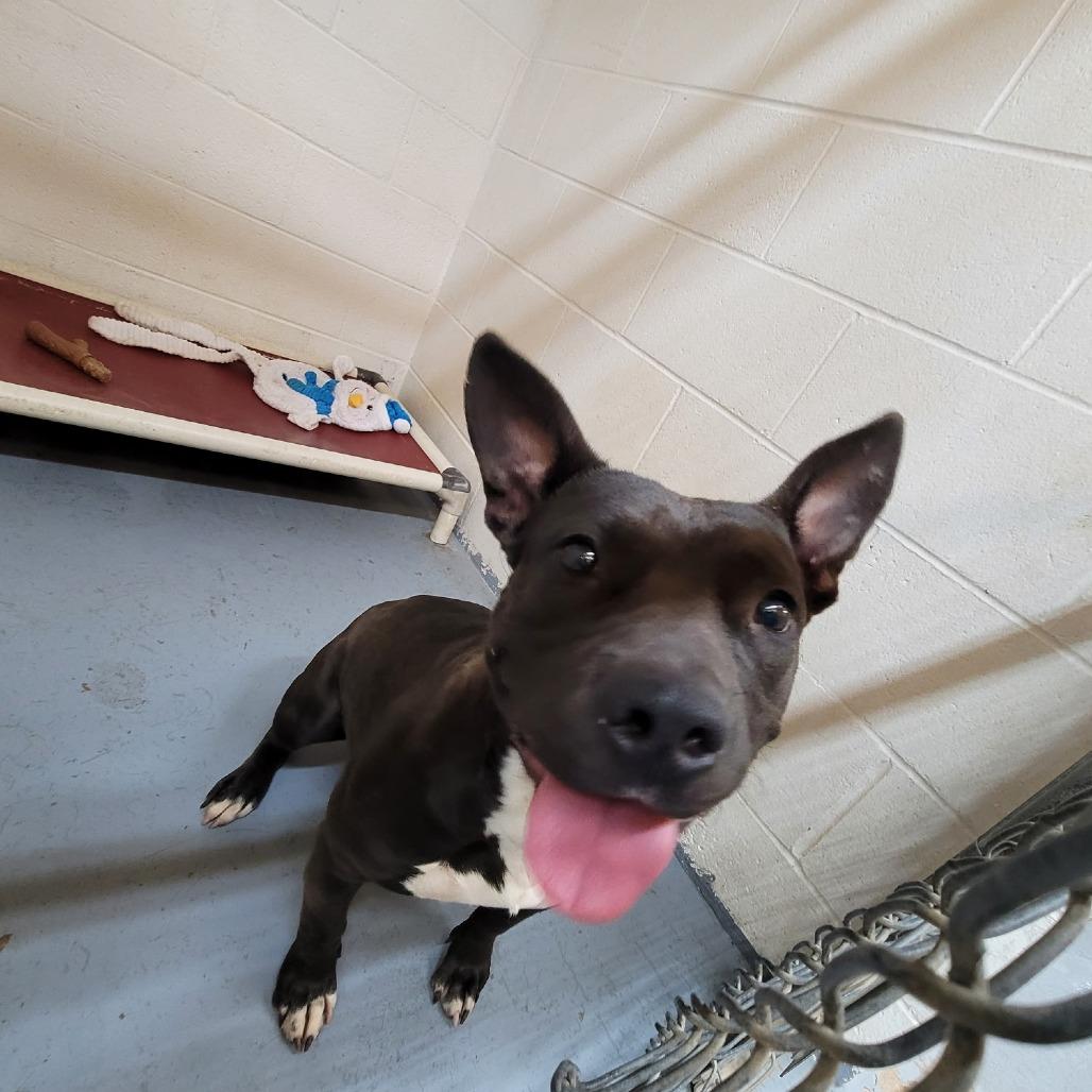 Enlarge Pebbles, a Adoptable Pit Bull Terrier in Duncan, OK image 2/5