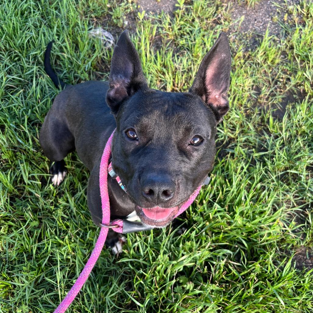 Enlarge Pebbles, a Adoptable Pit Bull Terrier in Duncan, OK image 3/5