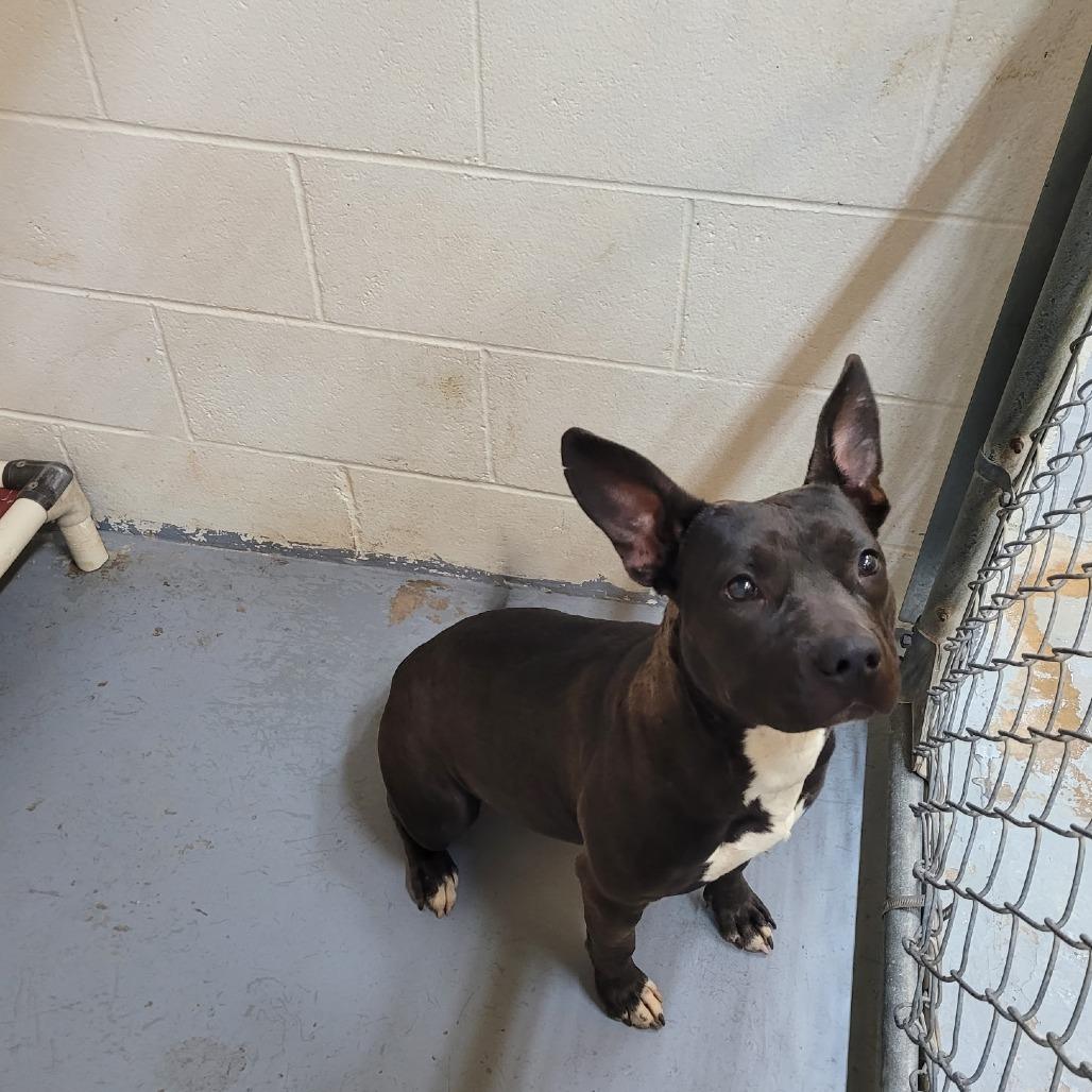 Enlarge Pebbles, a Adoptable Pit Bull Terrier in Duncan, OK image 4/5