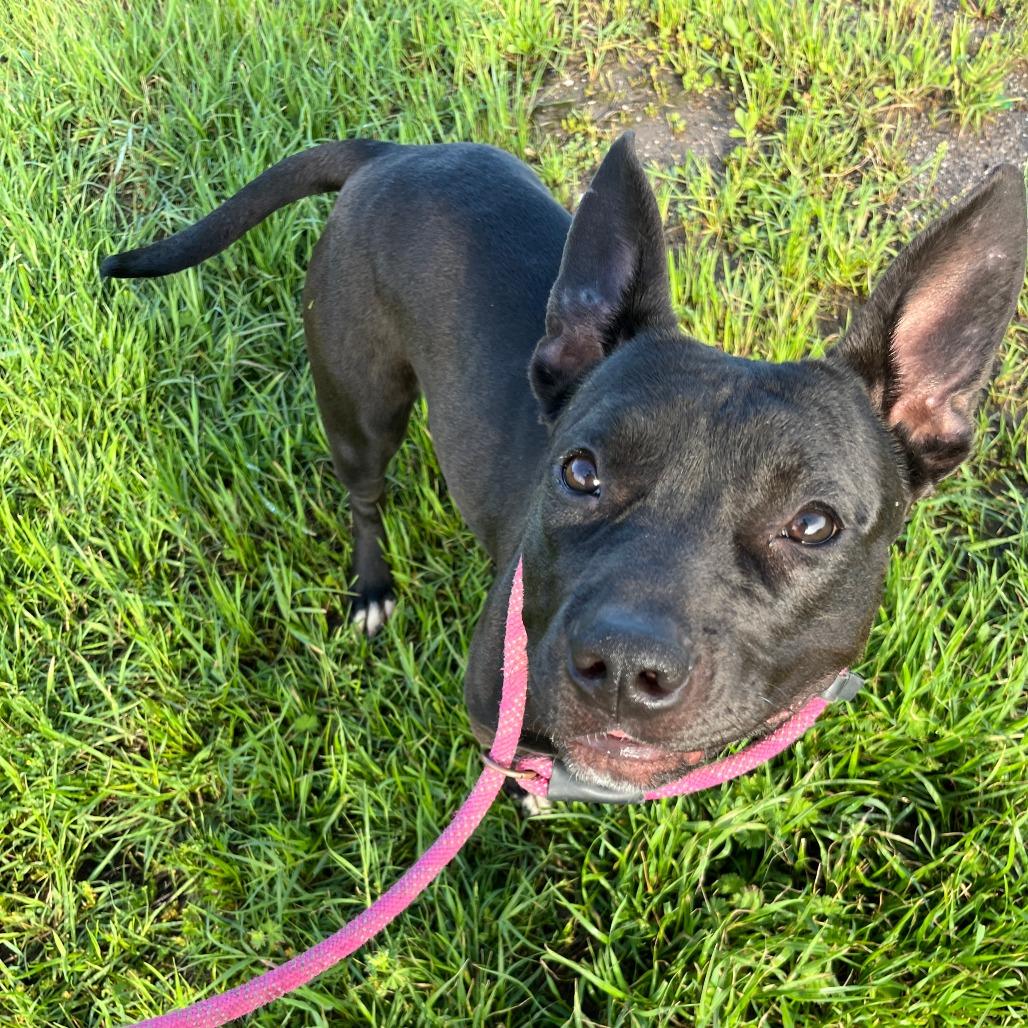Enlarge Pebbles, a Adoptable Pit Bull Terrier in Duncan, OK image 5/5