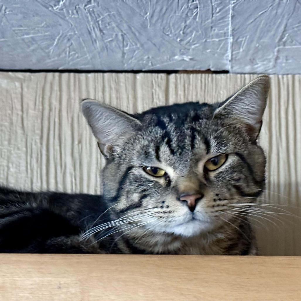 Merlot, Adoptable, Young Male Domestic Short Hair.