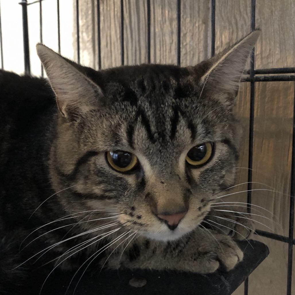 Enlarge Merlot, a Adoptable Domestic Short Hair in Marion, IL image 2/3